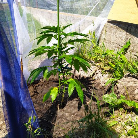 Critical Kush growlog timeline photo