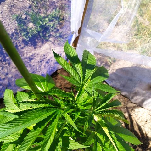Critical Kush growlog timeline photo