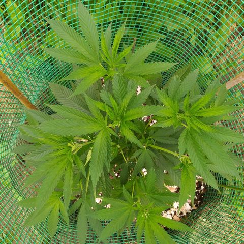 Critical Kush growlog timeline photo