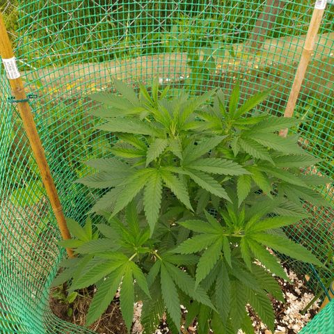 Critical Kush growlog timeline photo