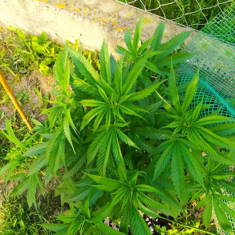 Critical Kush growlog timeline photo