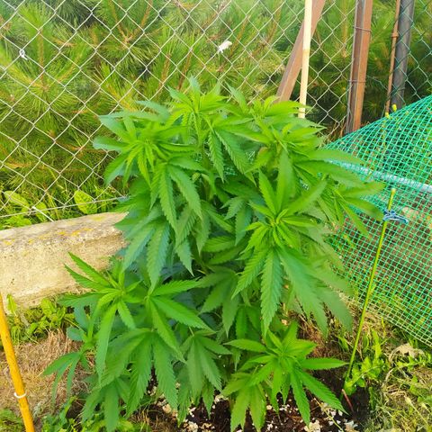 Critical Kush growlog timeline photo