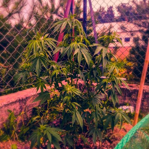 Critical Kush growlog timeline photo