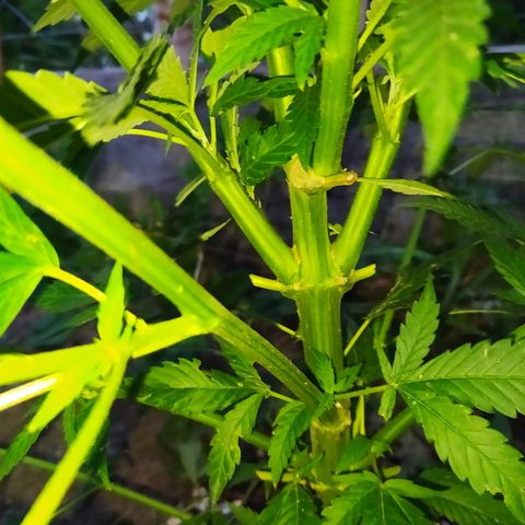 Critical Kush growlog timeline photo