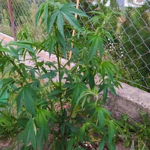 Critical Kush growlog timeline photo