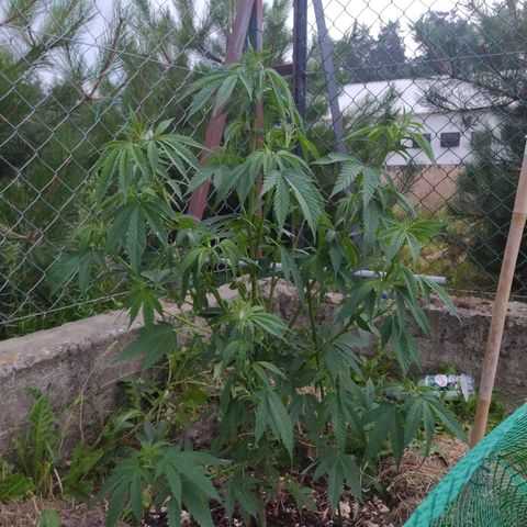 Critical Kush growlog timeline photo