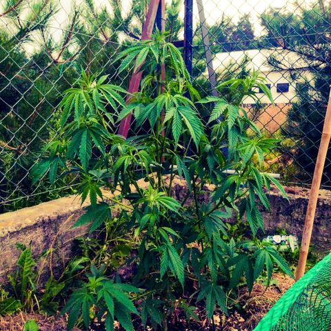 Critical Kush growlog timeline photo