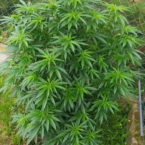Critical Kush growlog timeline photo