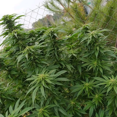 Critical Kush growlog timeline photo