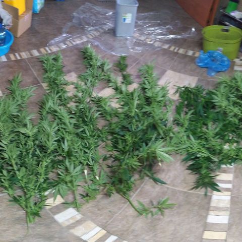 Critical Kush growlog timeline photo