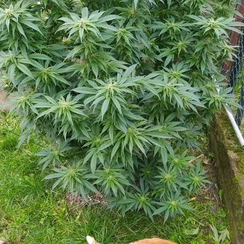 Critical Kush growlog timeline photo