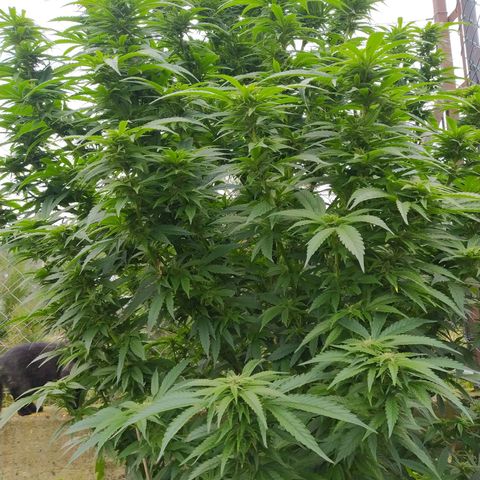 Critical Kush growlog timeline photo