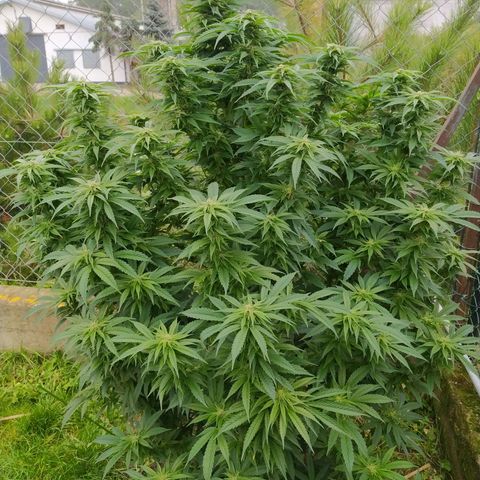 Critical Kush growlog timeline photo