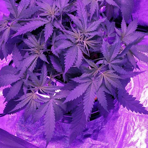 Ms Jackson growlog photo: Typed and deful