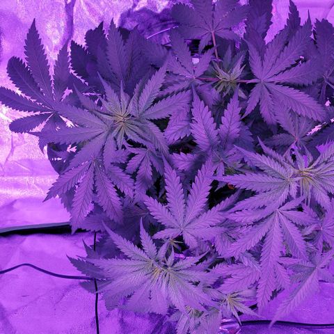 Ms Jackson growlog timeline photo