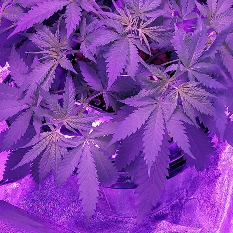 Ms Jackson growlog timeline photo