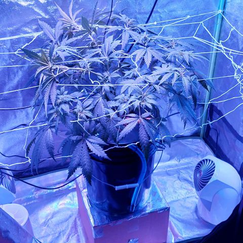 Ms Jackson growlog timeline photo
