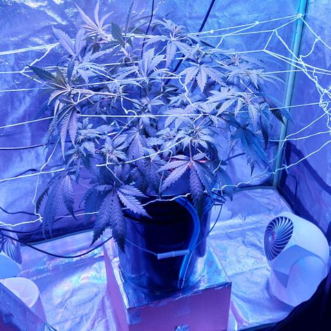 Ms Jackson growlog timeline photo
