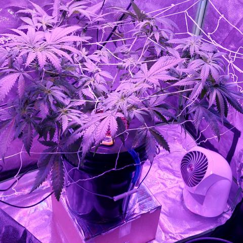 Ms Jackson growlog timeline photo