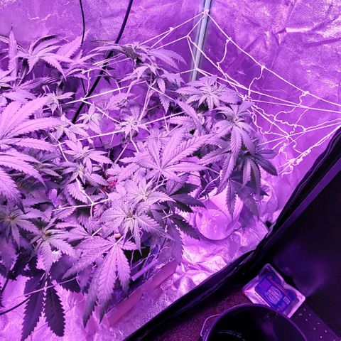 Ms Jackson growlog timeline photo