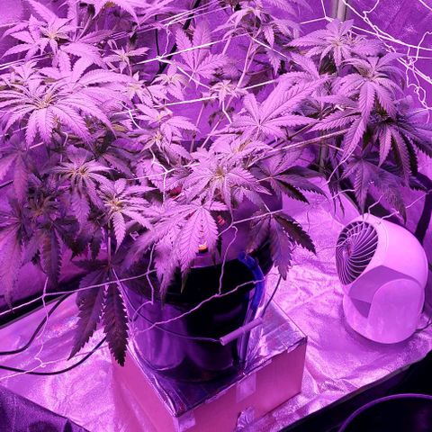Ms Jackson growlog timeline photo