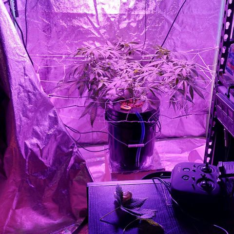 Ms Jackson growlog timeline photo