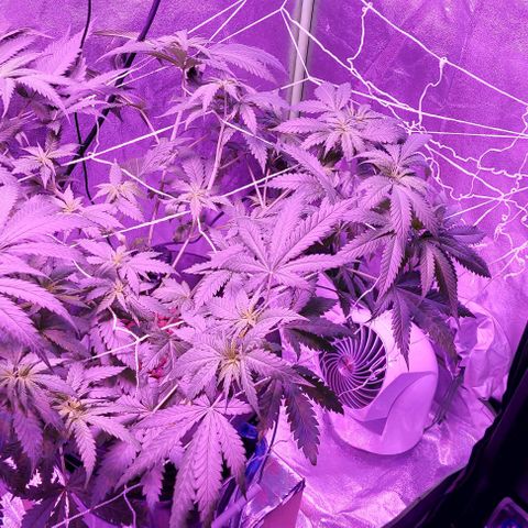 Ms Jackson growlog timeline photo