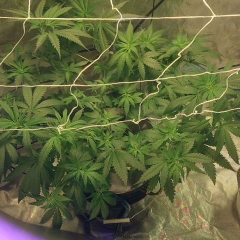 Ms Jackson growlog timeline photo