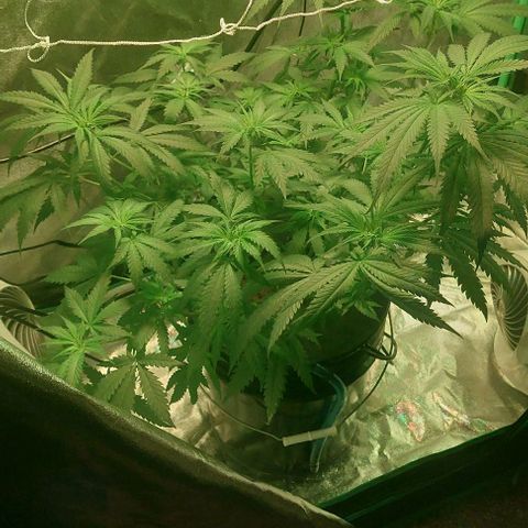 Ms Jackson growlog timeline photo