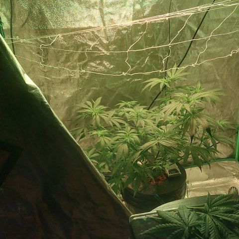 Ms Jackson growlog timeline photo