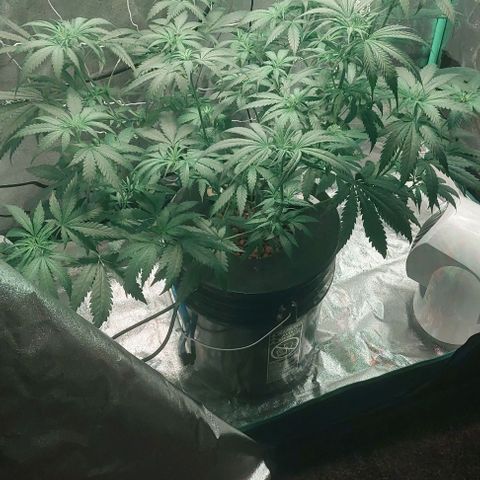 Ms Jackson growlog timeline photo