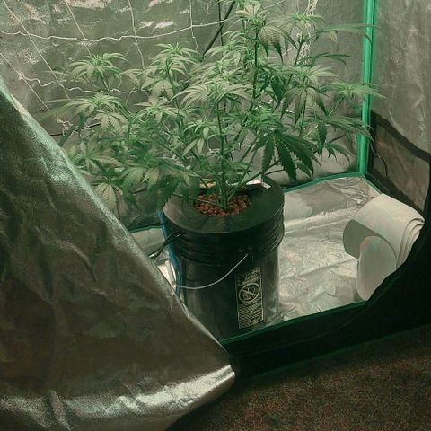 Ms Jackson growlog timeline photo