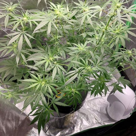 Ms Jackson growlog timeline photo