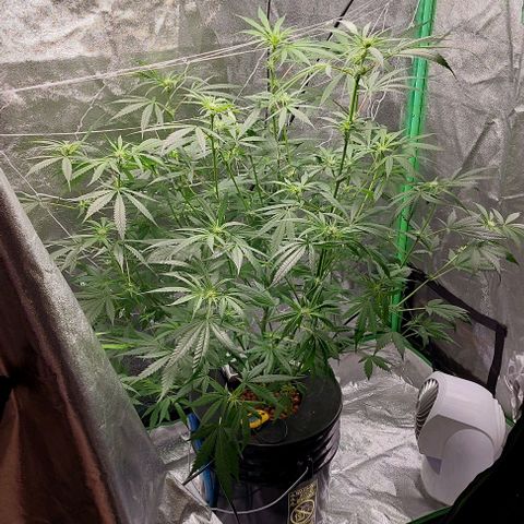 Ms Jackson growlog timeline photo