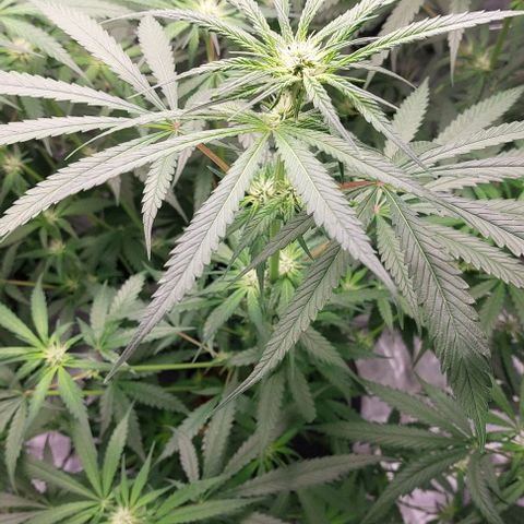 Ms Jackson growlog timeline photo