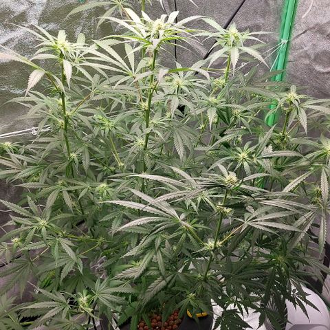 Ms Jackson growlog timeline photo
