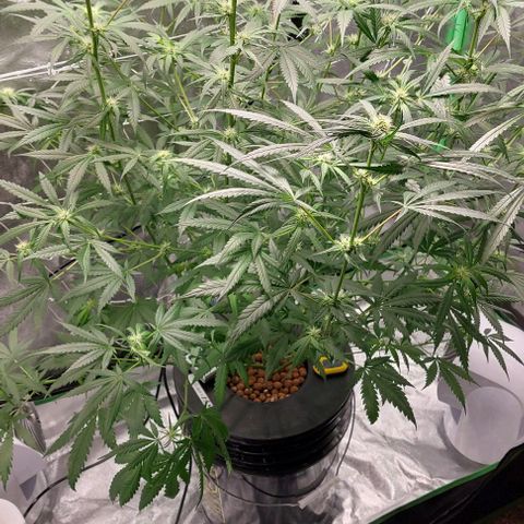 Ms Jackson growlog timeline photo