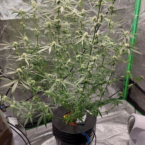 Ms Jackson growlog timeline photo