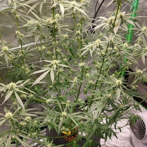 Ms Jackson growlog photo: Mid bloom 2 
