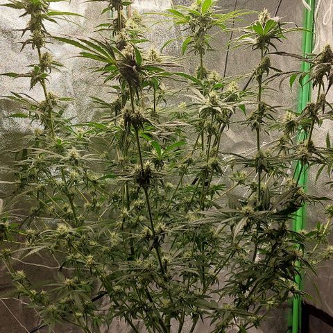 Ms Jackson growlog timeline photo