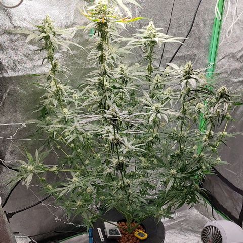 Ms Jackson growlog timeline photo