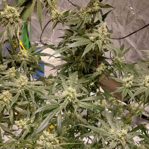 Ms Jackson growlog timeline photo