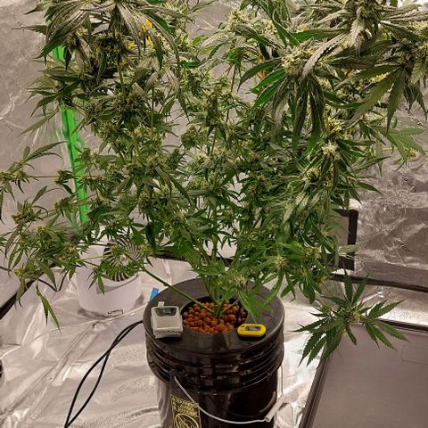 Ms Jackson growlog timeline photo