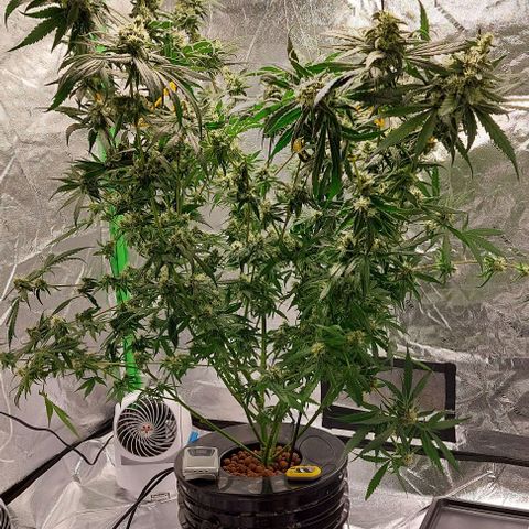 Ms Jackson growlog timeline photo