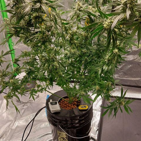 Ms Jackson growlog timeline photo