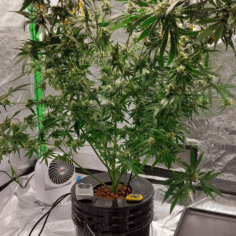 Ms Jackson growlog timeline photo