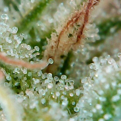 Ms Jackson growlog timeline photo