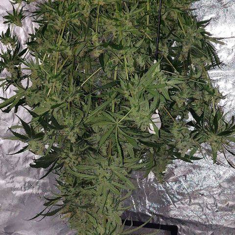 Ms Jackson growlog timeline photo