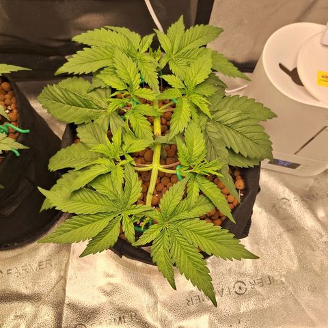 L.A. Confidential growlog timeline photo