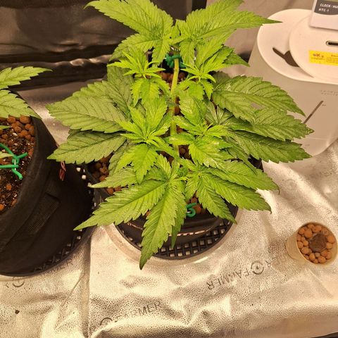 L.A. Confidential growlog timeline photo